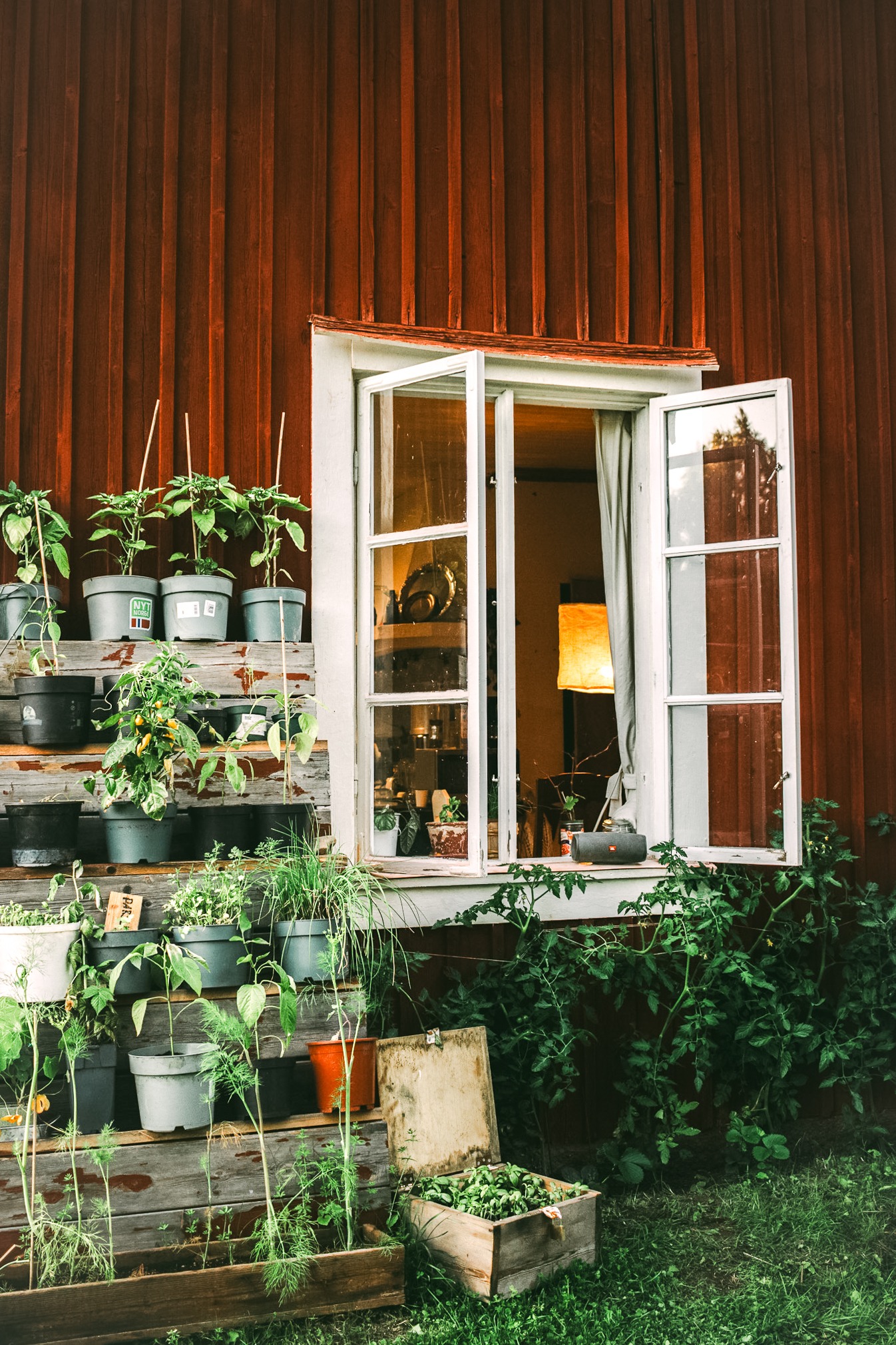 A open window surrunded by tomato plants, herbs and chili plats